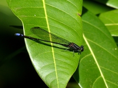 Argia modesta