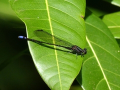 Argia modesta