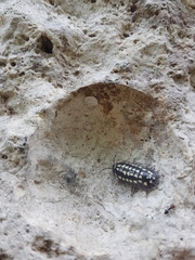 Armadillidium gestroi