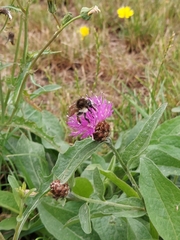 Bombus humilis