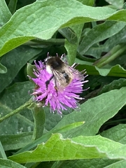 Bombus humilis
