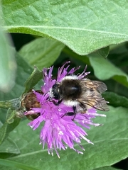 Bombus humilis
