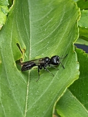 Pemphredon