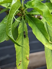Pemphredon