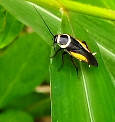 Hemithyrsocera vittata
