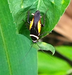 Hemithyrsocera vittata