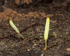 Clavaria tenuipes