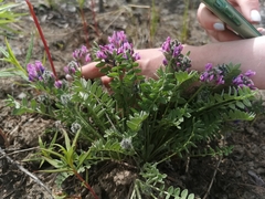 Oxytropis erecta
