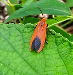 Phauda flammans