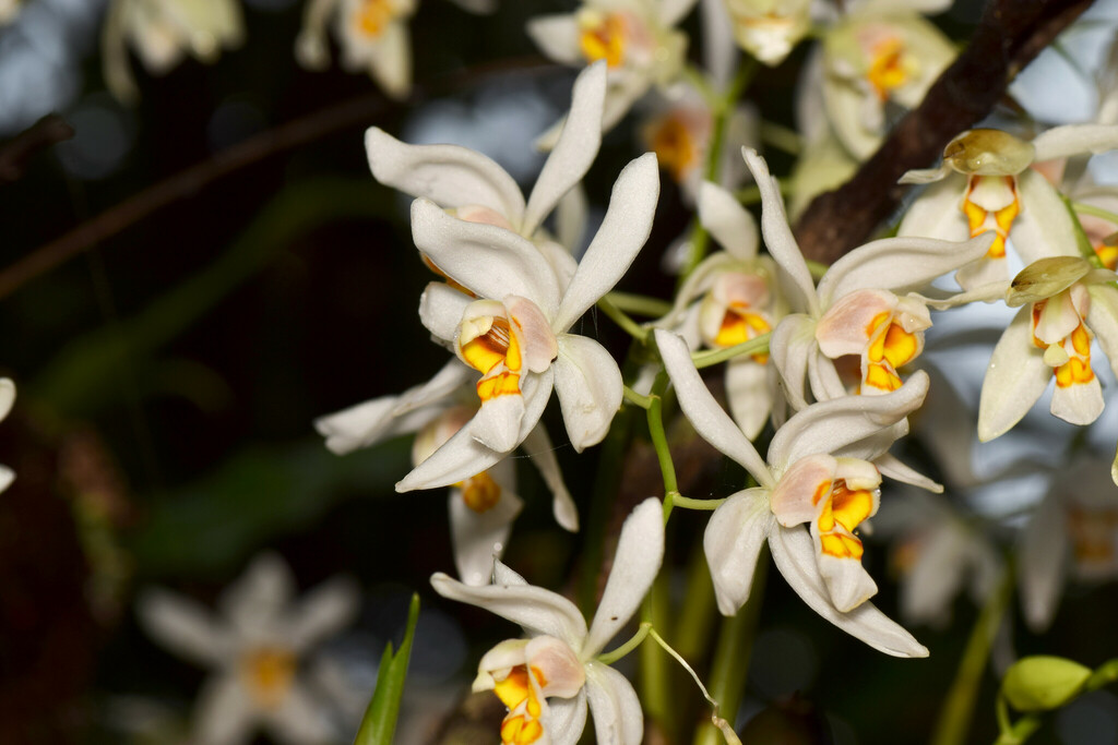 Coelogyne nitida (Wall. ex D.Don) Lindl. 2