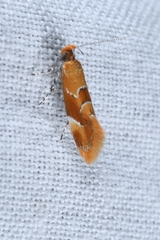 Epicallima formosella