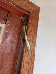 Stagmatoptera supplicaria