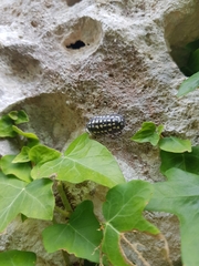 Armadillidium gestroi