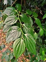 Piper lanatum