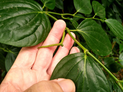 Piper lanatum