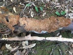 Daedaleopsis styracina