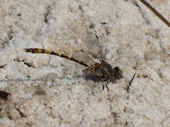 Progomphus alachuensis