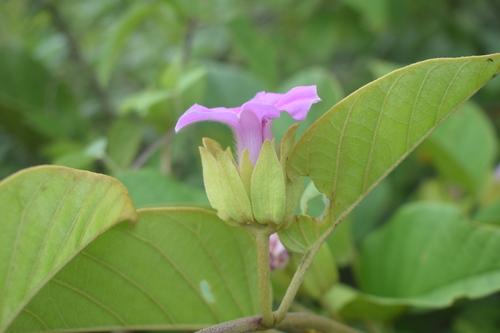 Argyreia bracteata