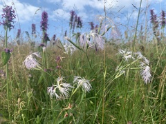 Dianthus superbus