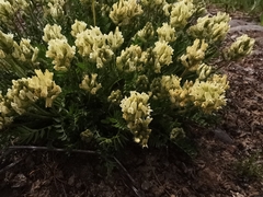 Oxytropis evenorum