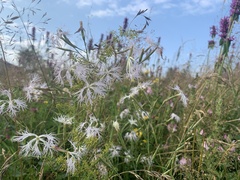 Dianthus superbus
