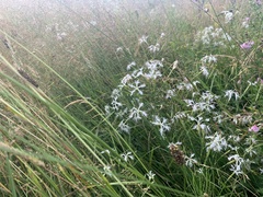 Dianthus superbus