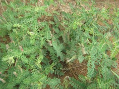 Indigofera daleoides image