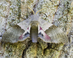 Modest Sphinx (Pachysphinx modesta) · iNaturalist