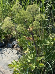 Angelica archangelica litoralis
