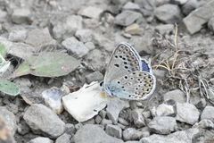 Polyommatus escheri
