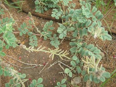 Indigofera daleoides image