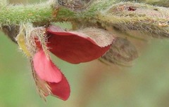 Indigofera daleoides image