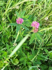 Trifolium medium