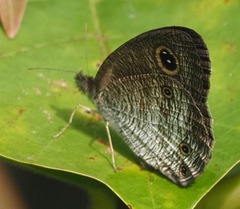 Ypthima pandocus