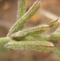 Indigofera daleoides image