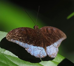 Tanaecia iapis