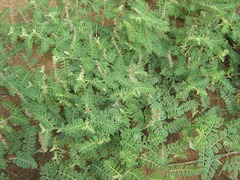 Indigofera daleoides image