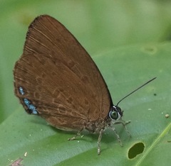 Arhopala major