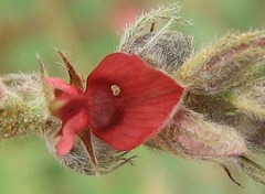 Indigofera daleoides image