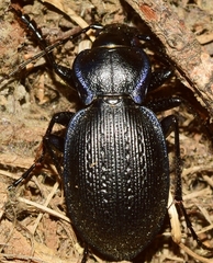 Carabus dufouri