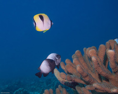 Chaetodon unimaculatus