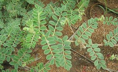 Indigofera daleoides image