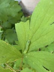 Euplexia