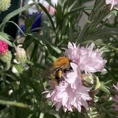 Bombus