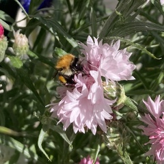 Bombus