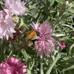 Bombus