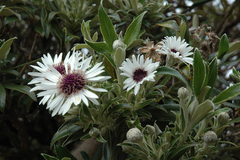 Macrolearia chathamica