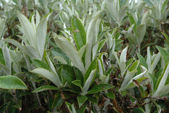 Macrolearia chathamica