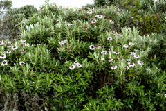 Macrolearia chathamica