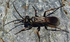 Agenioideus